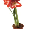 Amaryllis 12 cm | Planter & Blomster