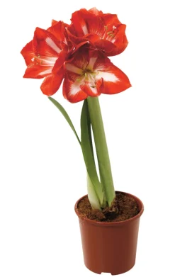 Amaryllis 12 cm | Planter & Blomster