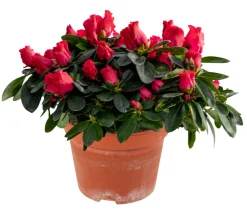 Azalea 12 cm | Planter & Blomster