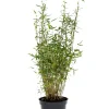 Bambus 'Rufa/Simba' 23 cm | Planter & Blomster