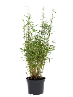 Bambus 'Rufa/Simba' 23 cm | Planter & Blomster
