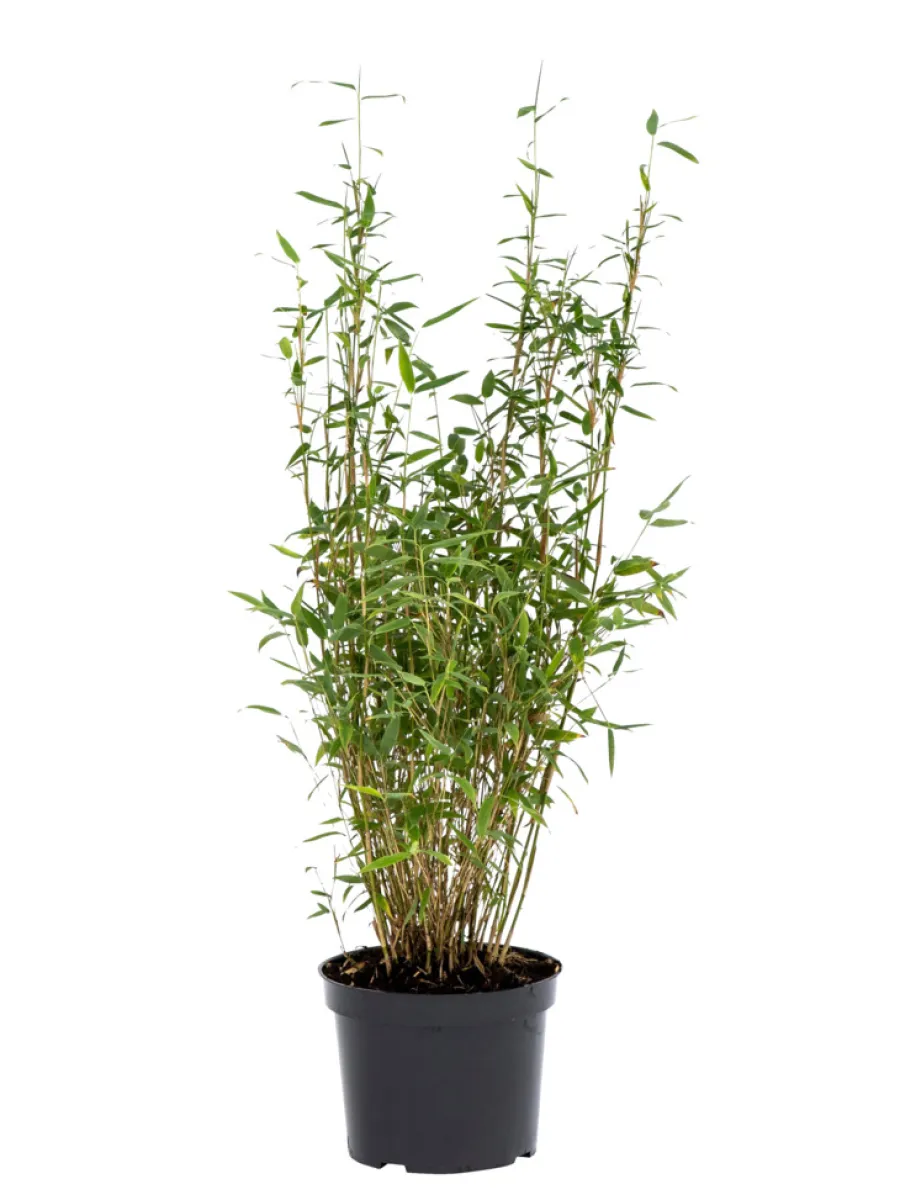 Bambus 'Rufa/Simba' 23 cm | Planter & Blomster