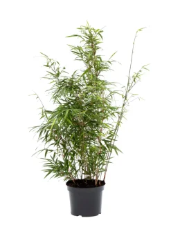 Bambus 'Rufa/Simba' 23 cm | Planter & Blomster