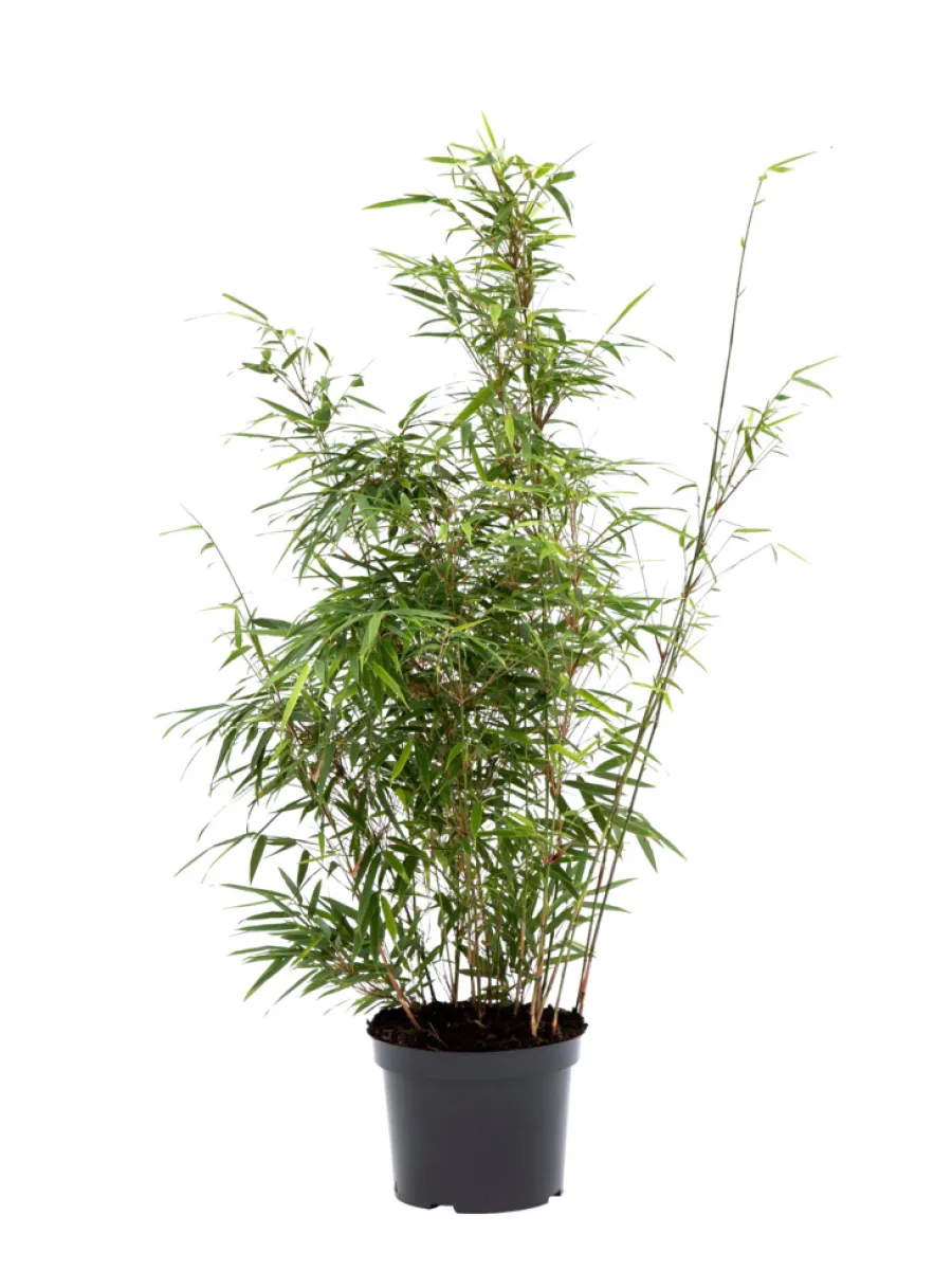 Bambus 'Rufa/Simba' 23 cm | Planter & Blomster