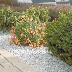 Safestone by ZURFACE Dekorstein 25 kg - Hvit granitt - Safestone | Grus Og Stein