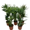 Grønne planter miks Ø24 x 110–130 cm | Planter & Blomster