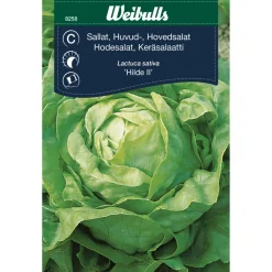 Weibulls Hodesalat 'Hilde II' | Frø