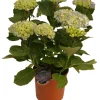 Hortensia 21 cm potte | Planter & Blomster