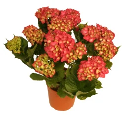 Hortensia 21 cm potte | Planter & Blomster