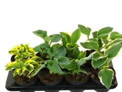 Hosta mix 13 cm potte | Planter & Blomster