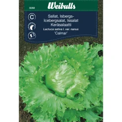 Weibulls Isbergsalat 'Calmar' | Frø