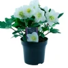 Julerose - hvit | Planter & Blomster