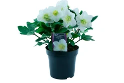 Julerose - hvit | Planter & Blomster