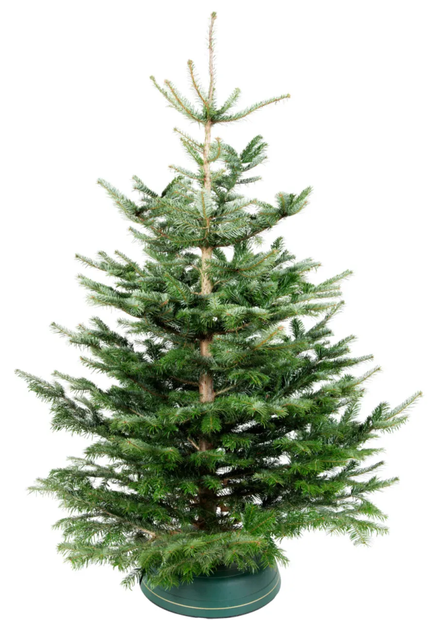 Juletre Edelgran 175-230 cm | Planter & Blomster