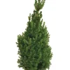 Kjeglegran - 70-75 cm | Planter & Blomster