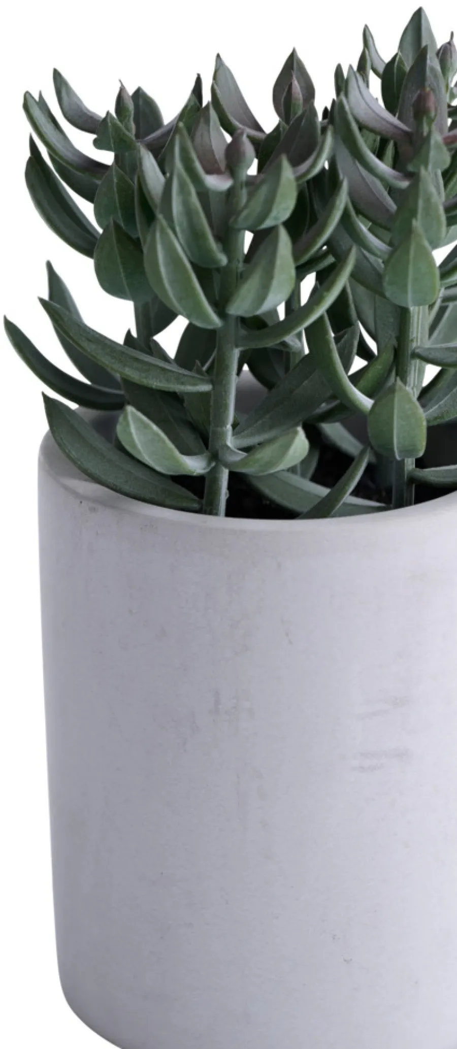 Kunstig plante tetragona H19 cm | Kunstige Planter