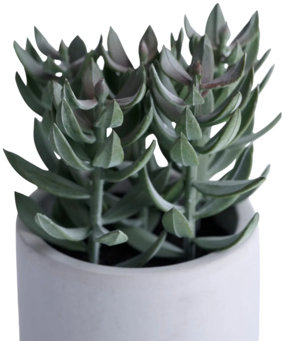 Kunstig plante tetragona H19 cm | Kunstige Planter