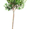 Oliventre oppstammet H80-100 cm 20 cm potte | Planter & Blomster