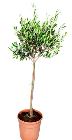 Oliventre oppstammet H80-100 cm 20 cm potte | Planter & Blomster