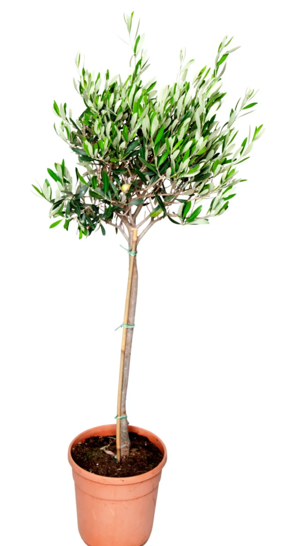 Oliventre oppstammet H80-100 cm 20 cm potte | Planter & Blomster