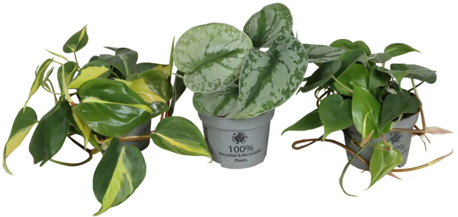 Philodendron Scandens mix i 10,5 cm potte | Planter & Blomster