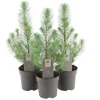 Pinje Silver Crest i 10,5 cm potte | Planter & Blomster