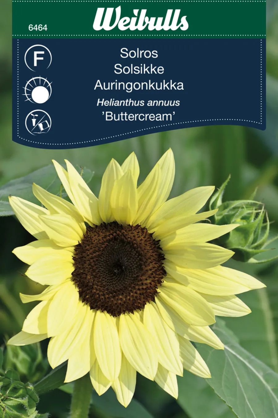 Weibulls Solsikke 'Buttercream' | Frø