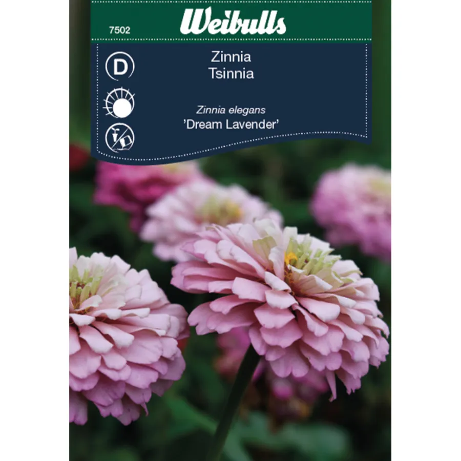 Weibulls Zinnia Elegans 'Dream Lavender' | Frø