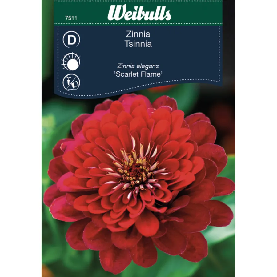 Weibulls Zinnia Elegans 'Scarlet Flame' | Frø